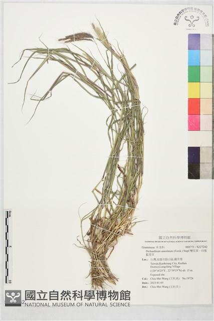 雙花草、印度藍莖草藏品圖，第1張