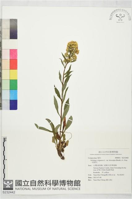 一枝黃花藏品圖，第1張