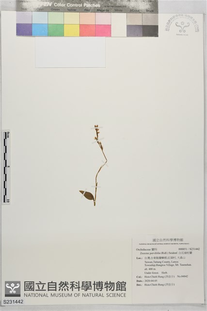 白花線柱蘭藏品圖，第1張