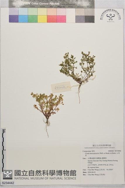山芫荽藏品圖，第1張