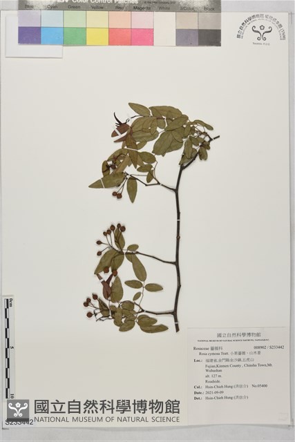 小果薔薇、山木香藏品圖，第1張