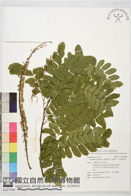 臺灣皂莢，雞角公，華南皂莢藏品圖，第1張