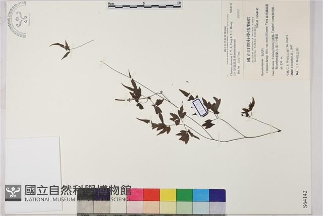 田村氏鐵線蓮藏品圖，第1張