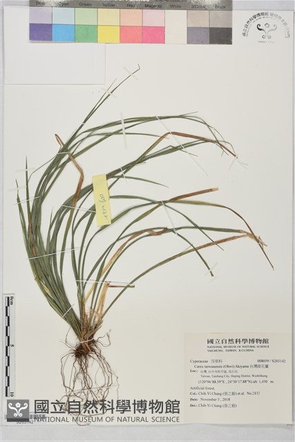 台灣疏花薹藏品圖，第1張