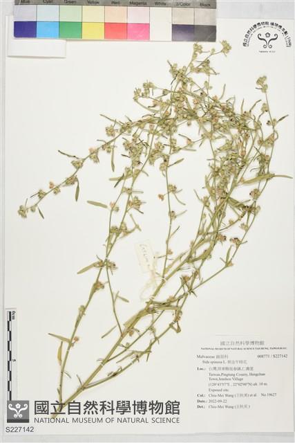 刺金午時花藏品圖，第1張