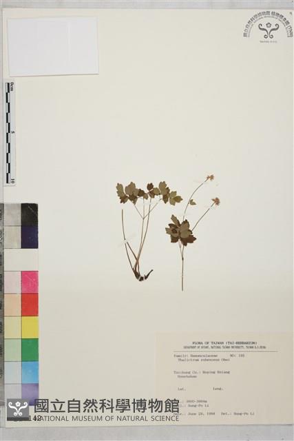 南湖唐松草藏品圖，第1張