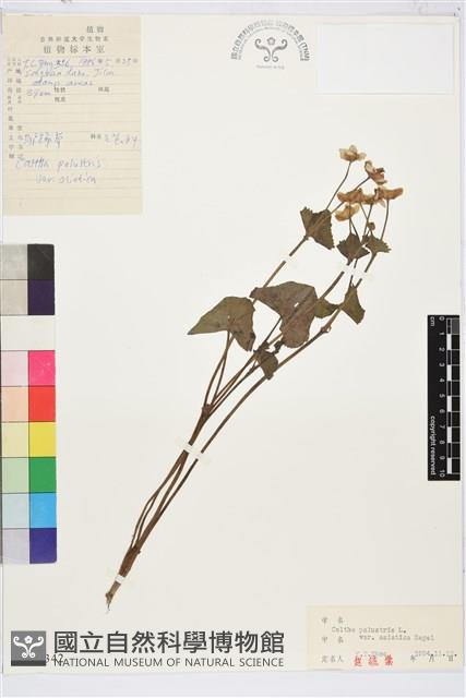 驢蹄草藏品圖，第1張