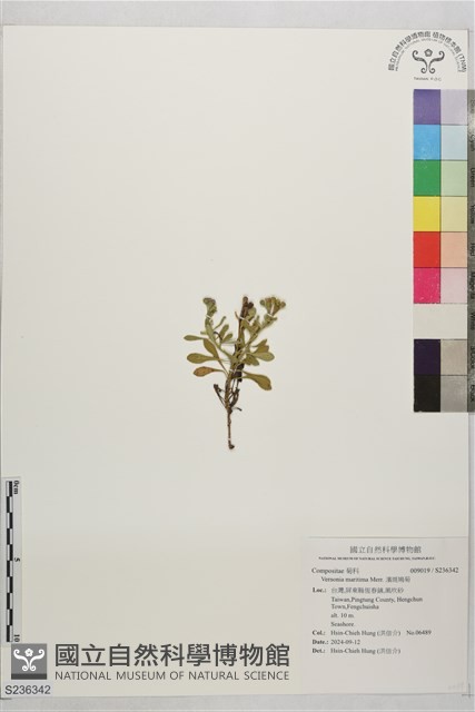 濱斑鳩菊藏品圖，第1張