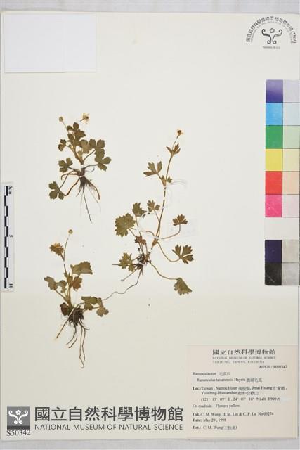 鹿場毛茛藏品圖，第1張