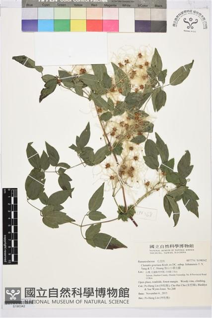 梨山小蓑衣藤藏品圖，第1張