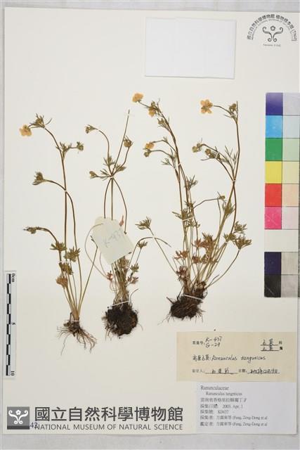 高原毛茛藏品圖，第1張