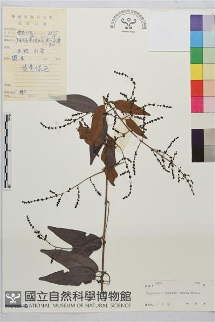 疏花雀梅藤藏品圖，第1張