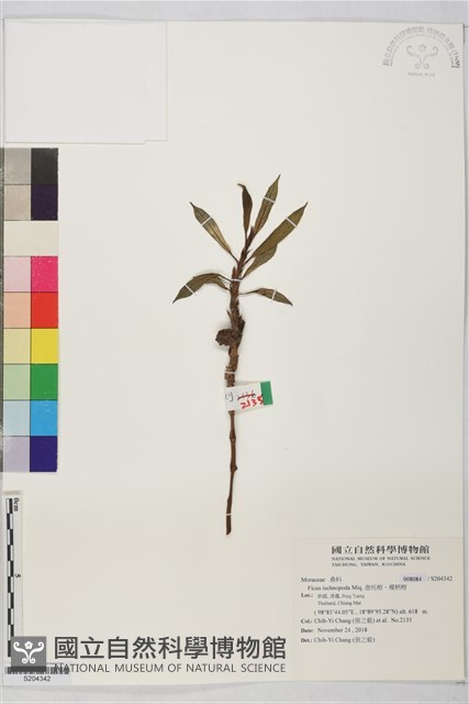 壺托榕、瘦柄榕藏品圖，第1張