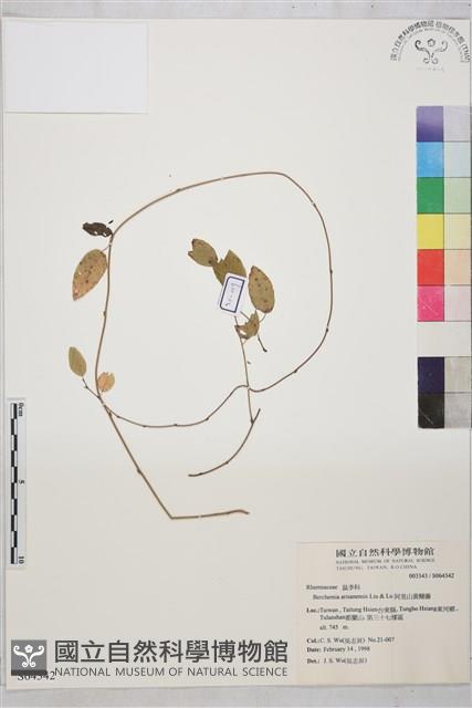 阿里山黃鱔藤藏品圖，第1張