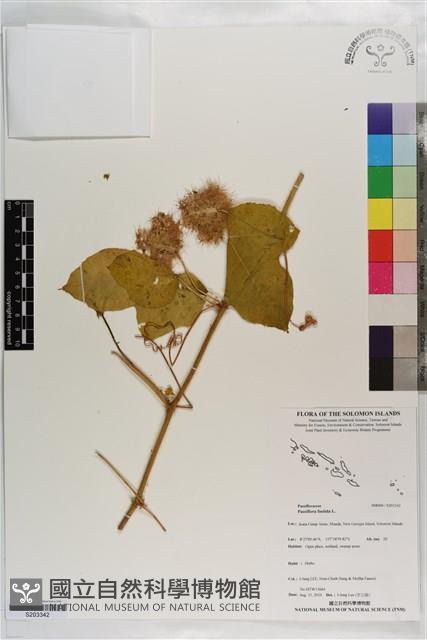 毛西番蓮藏品圖，第1張