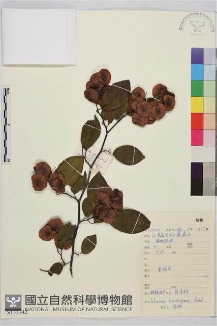 銅錢樹藏品圖，第1張