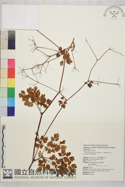 微毛爪哇唐松草藏品圖，第1張