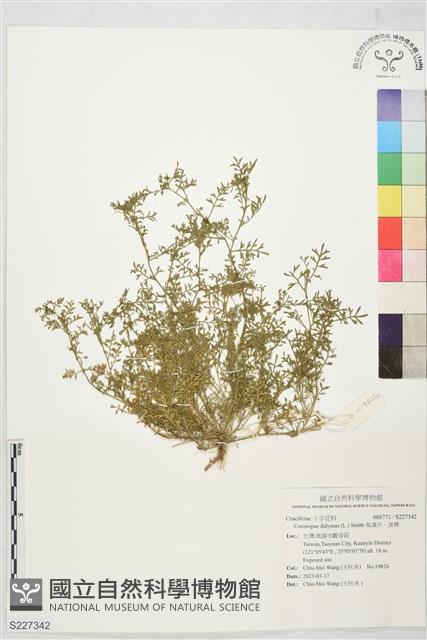 臭濱芥、臭薺藏品圖，第1張