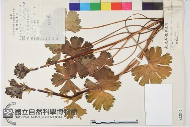 短距翠雀花藏品圖，第1張