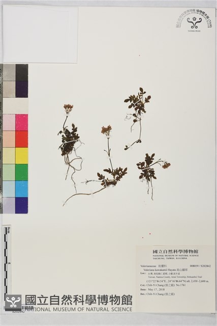 高山纈草藏品圖，第1張