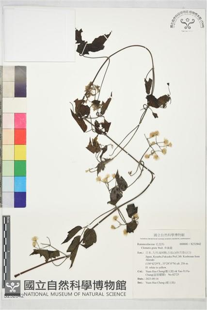 串鼻龍藏品圖，第1張