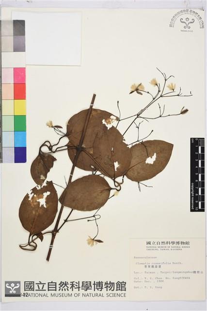 厚葉鐵線蓮藏品圖，第2張