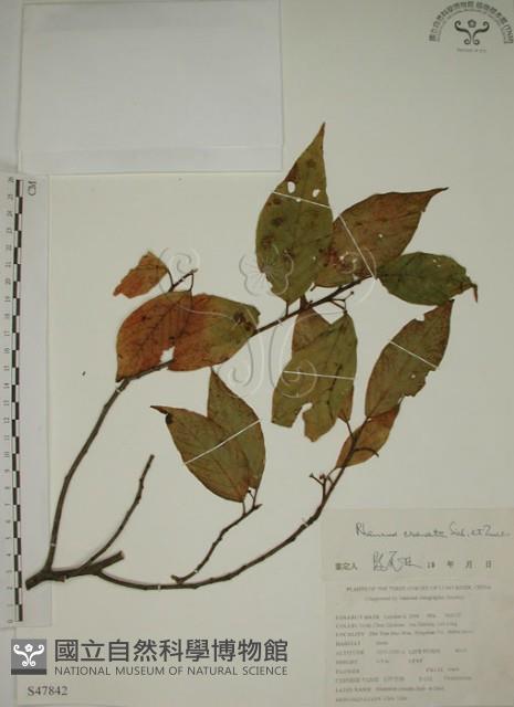 鈍齒鼠李藏品圖，第1張