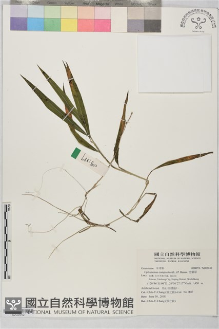 竹葉草藏品圖，第1張