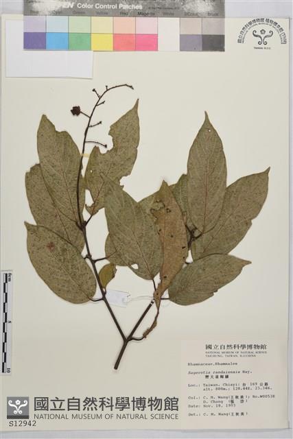 巒大雀梅藤藏品圖，第2張