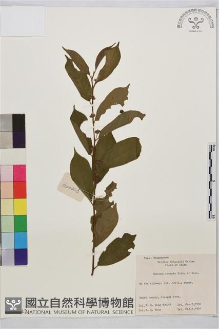 鈍齒鼠李藏品圖，第1張