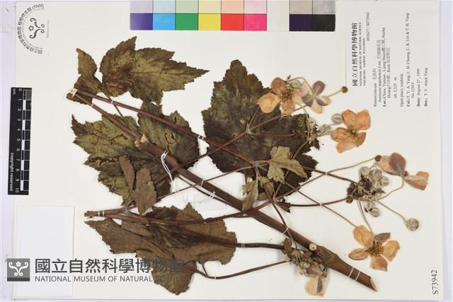 打破碗花花藏品圖，第1張