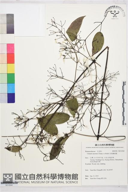 柱果鐵線蓮藏品圖，第1張