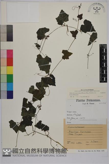 黑果馬交兒藏品圖，第1張