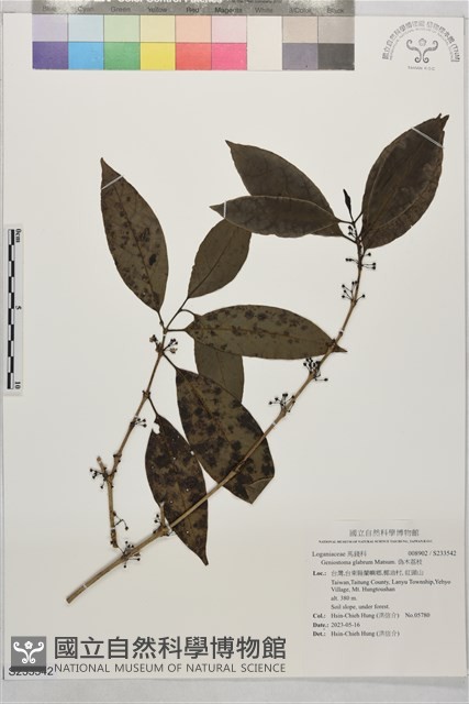 偽木荔枝藏品圖，第1張