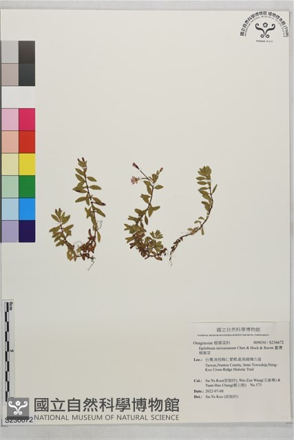 合歡柳葉菜藏品圖，第1張