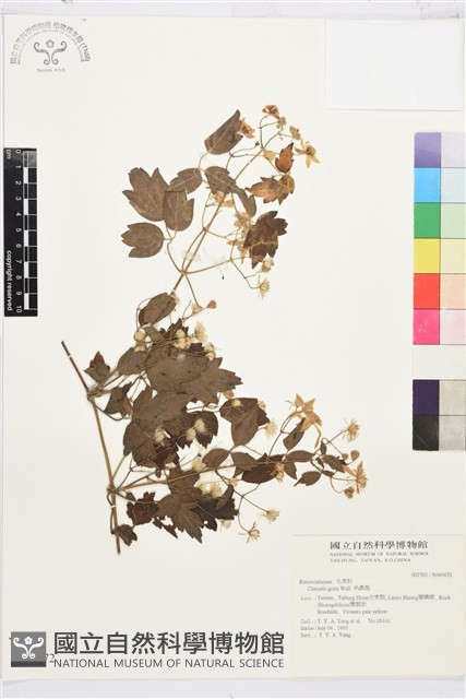 串鼻龍藏品圖，第1張