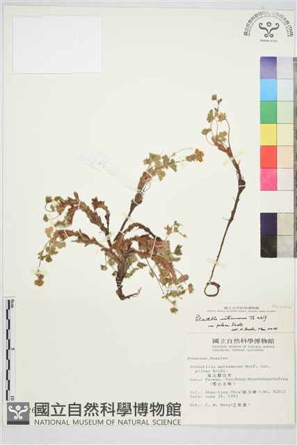 高山翻白草藏品圖，第1張