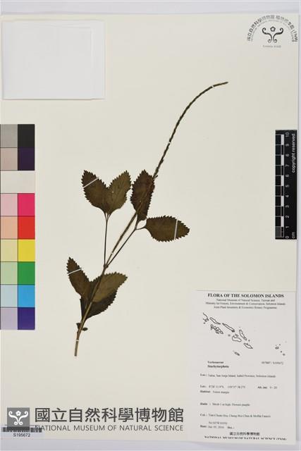 登錄號:S195672藏品圖，第1張