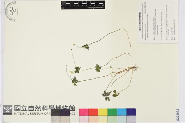 匍枝銀蓮花藏品圖，第1張