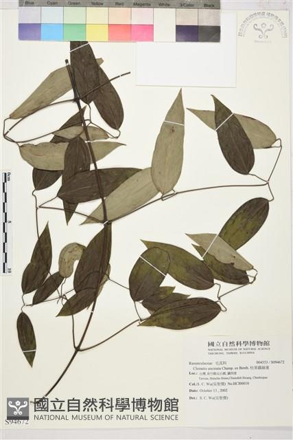 柱果鐵線蓮藏品圖，第2張