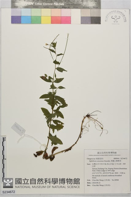 黑龍江柳葉菜藏品圖，第1張