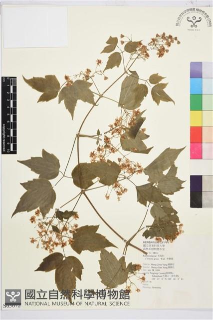 串鼻龍藏品圖，第2張