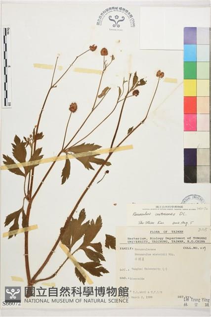 水辣菜、禺毛茛藏品圖，第1張