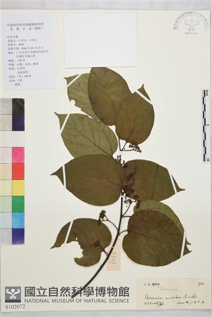 拐棗、枳椇藏品圖，第1張