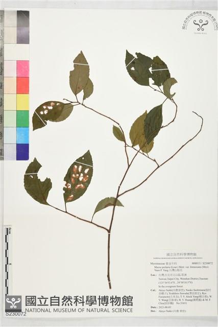 台灣山桂花藏品圖，第1張