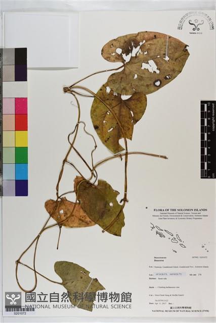 登錄號:S201072藏品圖，第1張