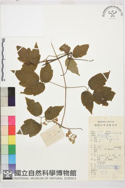 鈍齒鐵線蓮藏品圖，第1張