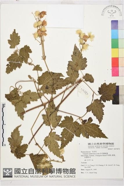 長花鐵線蓮藏品圖，第1張