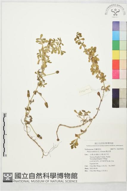鴨舌黃藏品圖，第1張