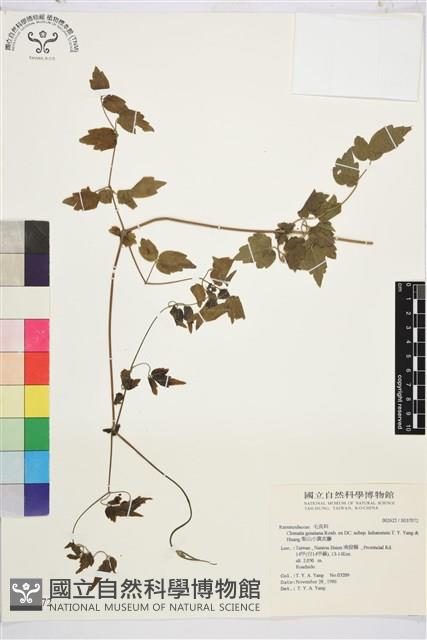 梨山小蓑衣藤藏品圖，第2張